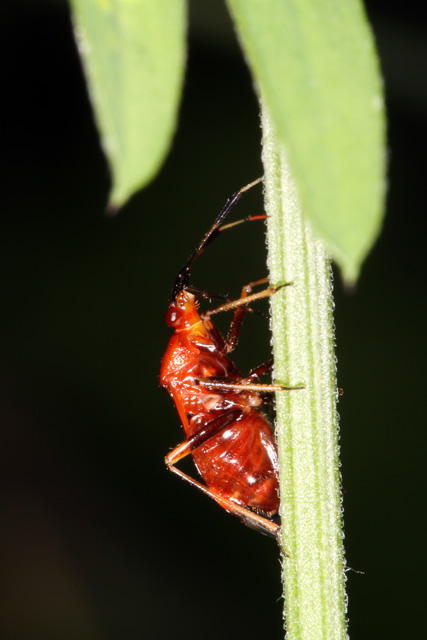 Deraeocoris ruber - Copyright Denis Bourgeois